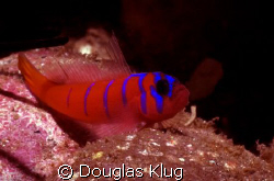 Color Tease.  A shy blue-banded goby at Catalina Island. ... by Douglas Klug 